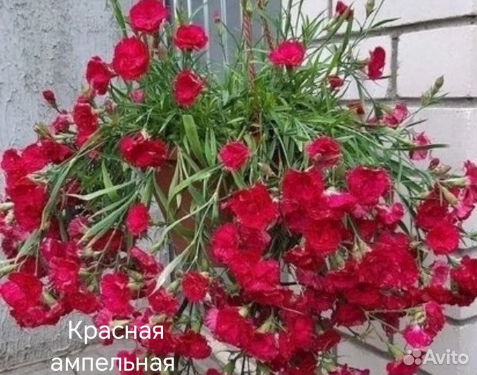 Гвоздика вегетативная