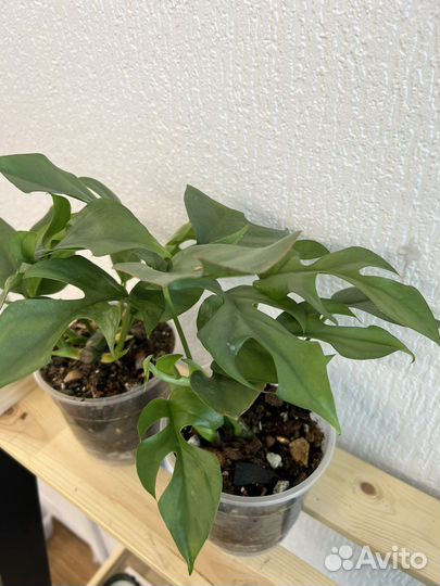 Рафидофора Монстера минима