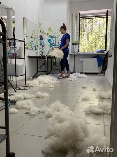 Экспресс-линька собак и кошек