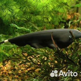 Рыба черный нож