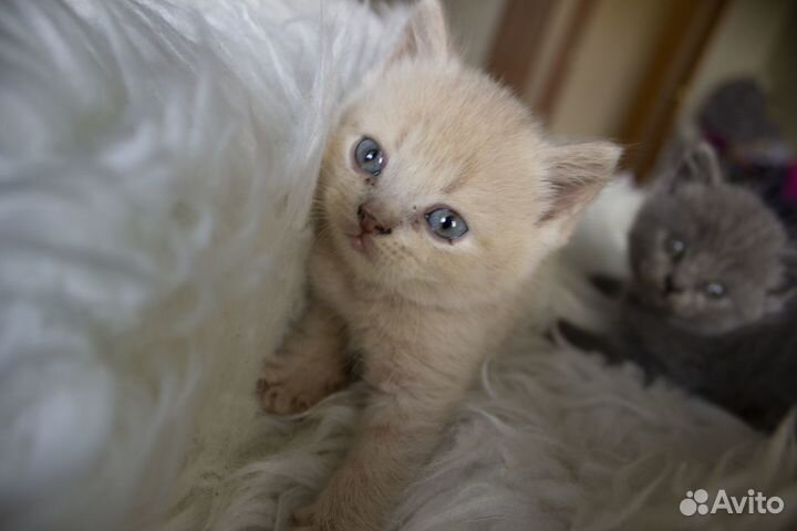 Котята помесь британец шотландец вислоухий