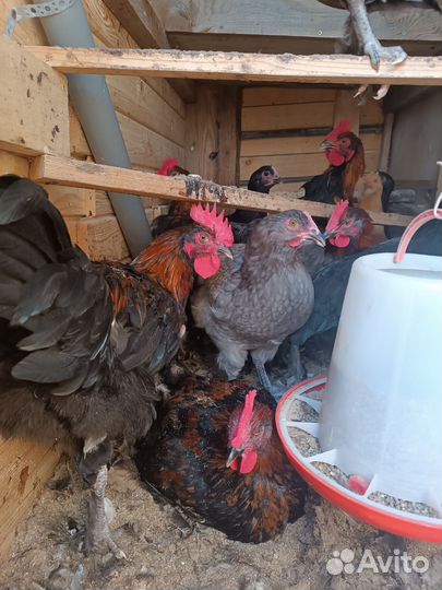 Петушки и куры маран,джерсиискии гигант
