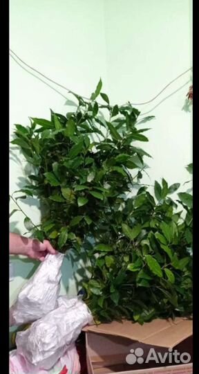 Саженцы лаврового листа