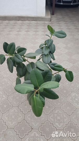Фикус каучуконосный