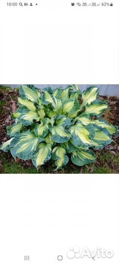 Хоста голден медоуз