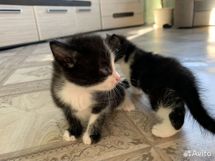 Котята в добрые руки даром