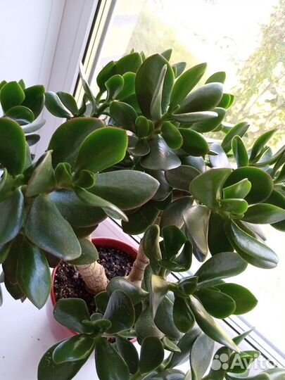 Денежное дерево