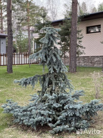 Ель голубая декоративная