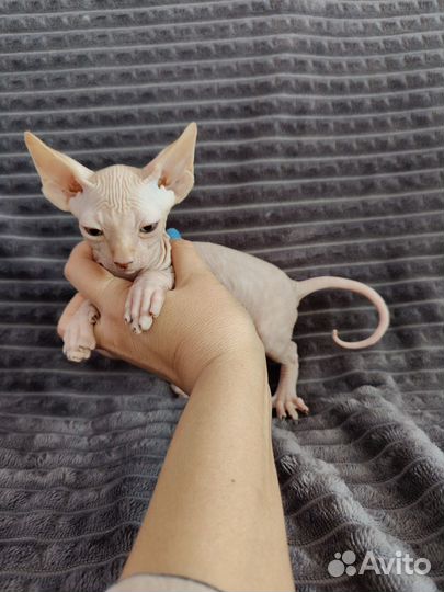 Канадский сфинкс