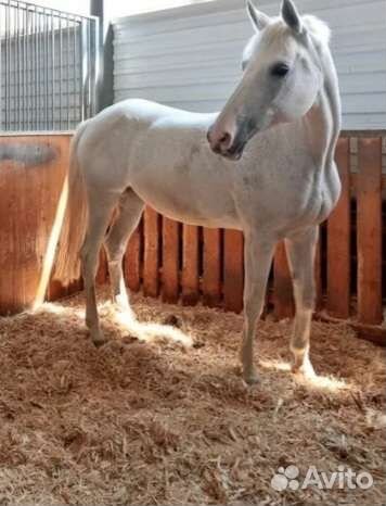 Постой для лошадей Мацеста