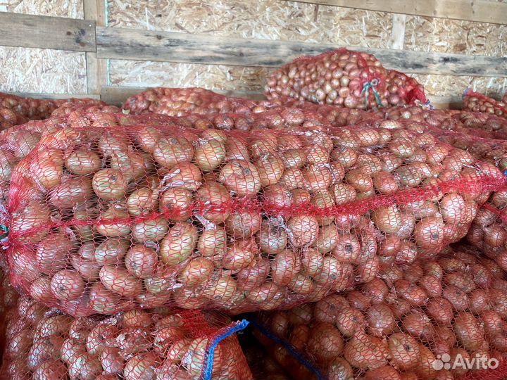 Лук на зелень