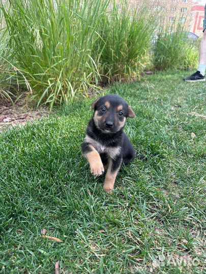 Щенки