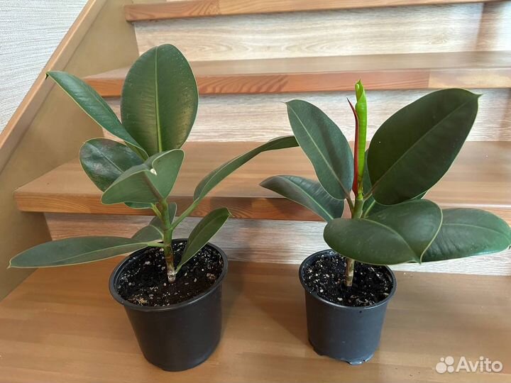 Фикус эластика