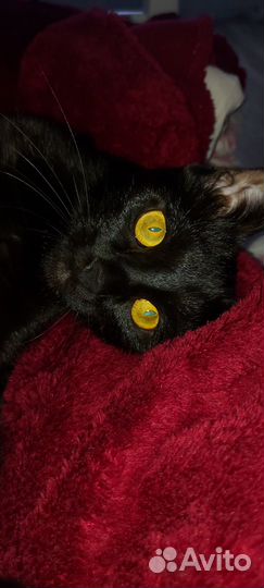 Бомбейская кошка