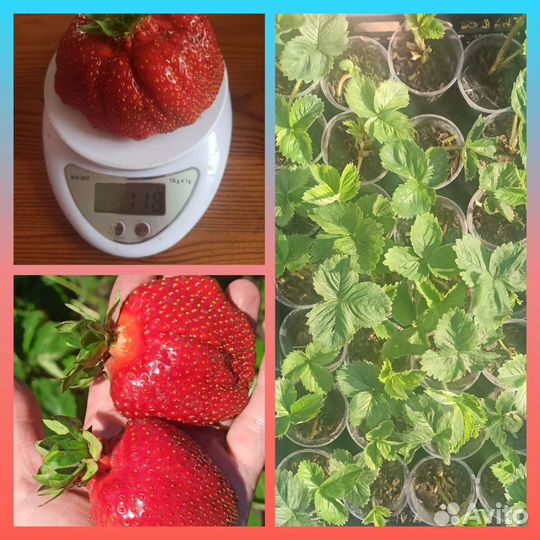 Рассада клубники