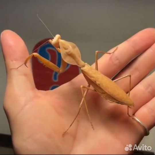 Богомолы (несколько видов)