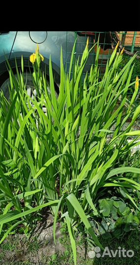 Многолетние ирисы вербейник женские слезы