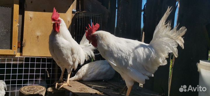 Молодые петухи