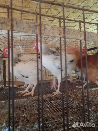 Петушки 3,5 мес