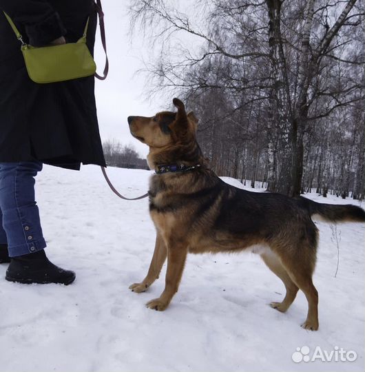 Милый и добрый пёс из приюта ищет дом