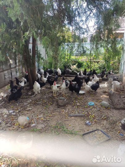 Куры Австролорп