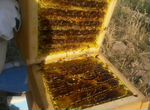 Мёд горный мед соты рамки,чистый мёд дикий мед