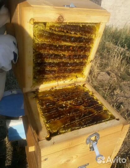 Мед в сотах и Майский Мёд,Разнотравье Мед