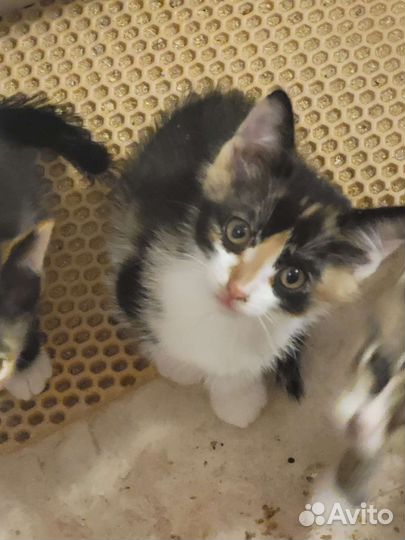 Кошки в добрые руки