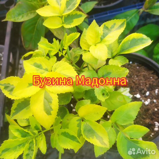 Многолетники садовые