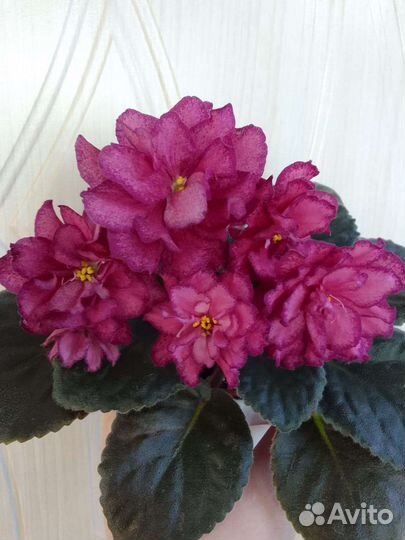 Сортовые Фиалки набор