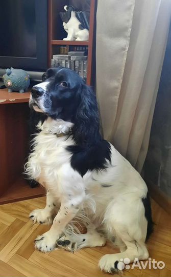 Спаниель вязка