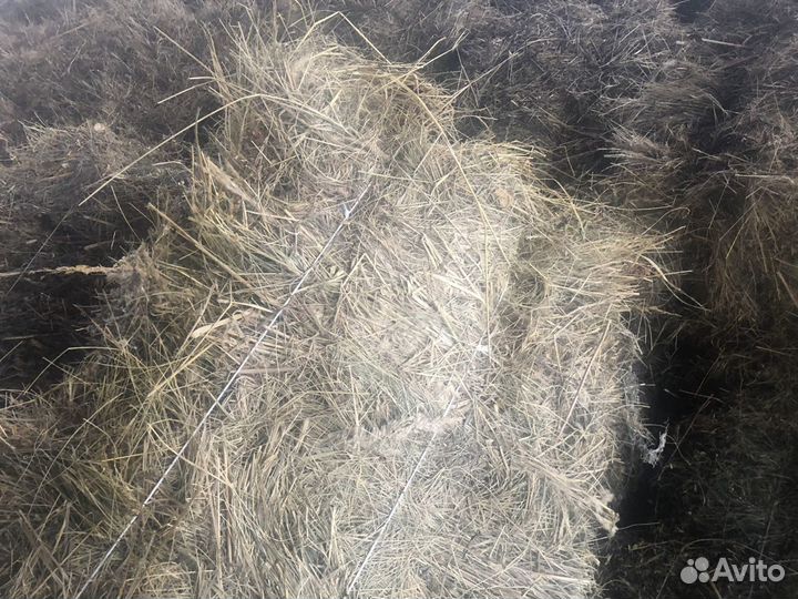 Сено 15-25 кг. в квадратных тюках