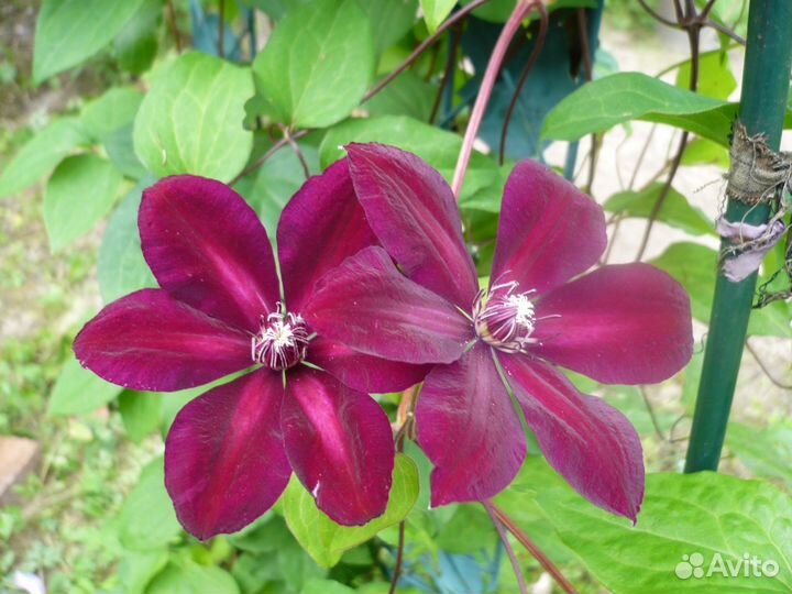 Клематис Вестерплатте + ещё 70 сортов(почтой)