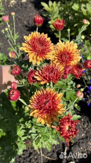 Хризантема корейская (зимующая)