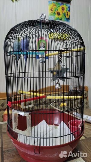 Волнистый попугай с клеткой