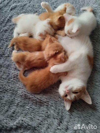 Котята отдам бесплатно