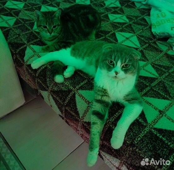 Кошка