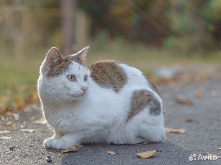 Кот в добрые руки