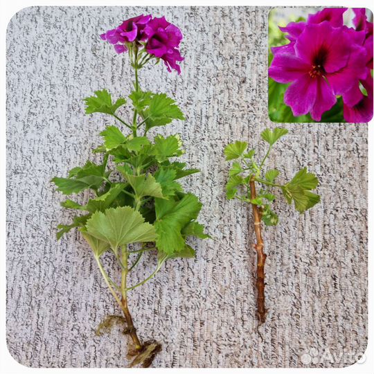 Аглонема.Герань королевская