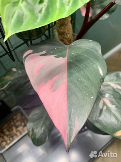 Филодендрон розовая принцесса / pink princess
