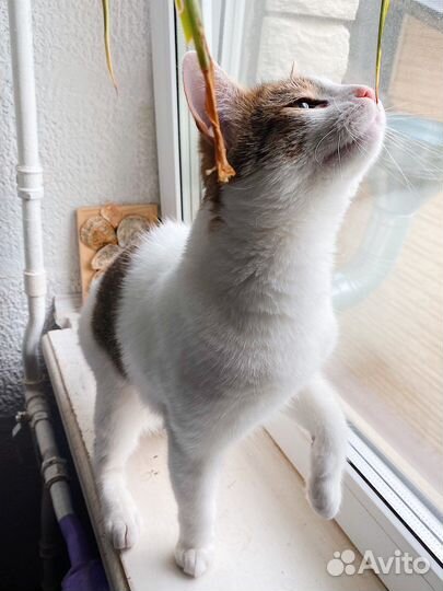 Позитивный, добрейший кот Сёмка