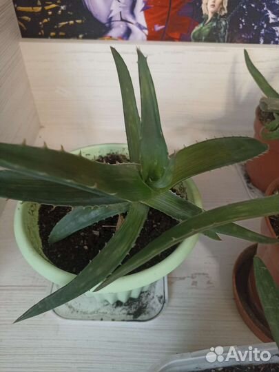 Алоэ вера лечебный 3 х летний