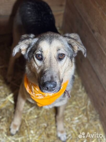 Собака в добрые руки