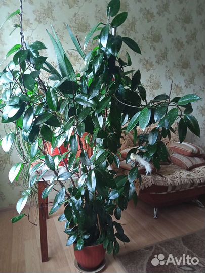 Хойя карноза