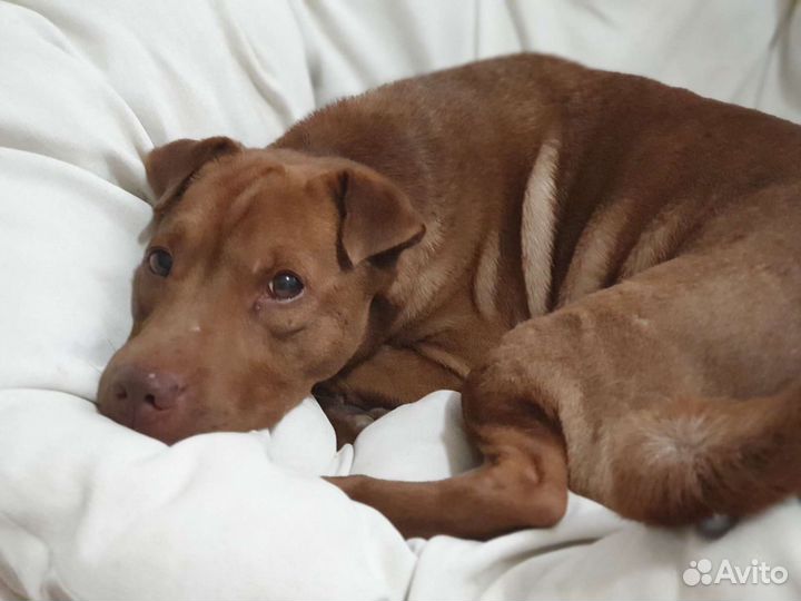 Передержка для собак