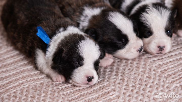 Вельш-корги кардиган