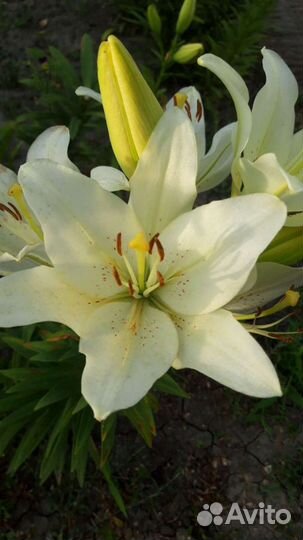 Лилии луковицы