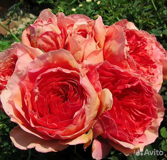 Саженцы роз растения на осень 2023г