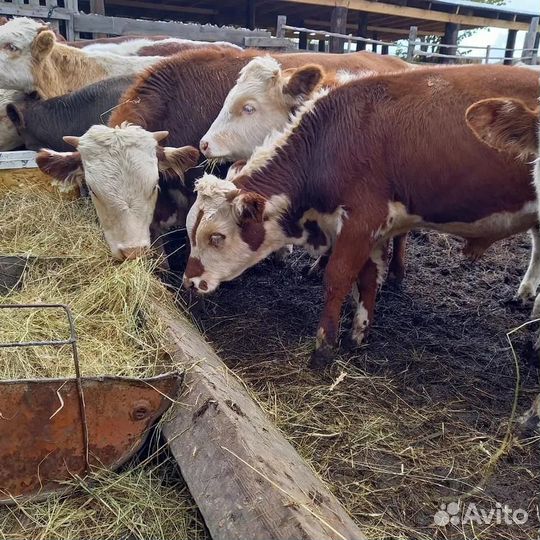 Бычки молодняк от 1 месяца до 10 месяцев