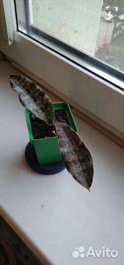 Сансевиерия стар каньон гранит